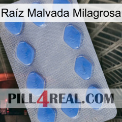 Raíz Malvada Milagrosa 21